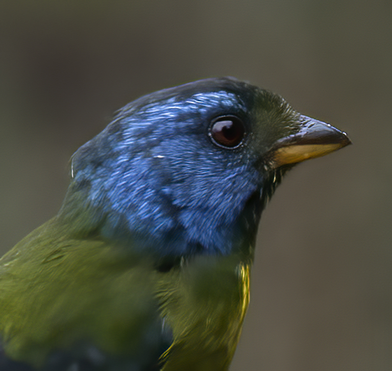 Moss-backed_Tanager_18_Ecuador_033a