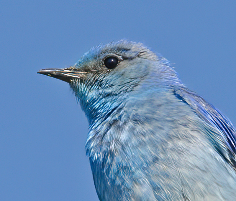 Mountain_Bluebird_13_OR_036