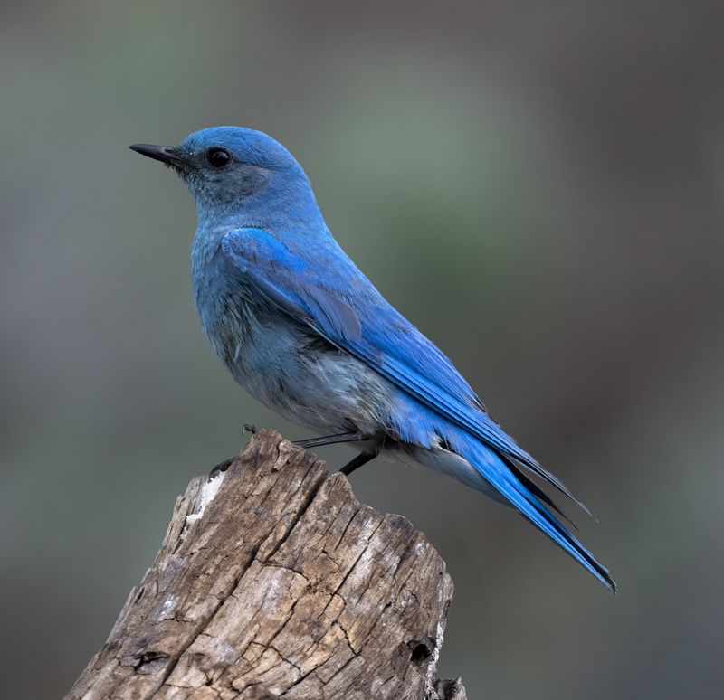 Mountain_Bluebird_23_OR_C_018