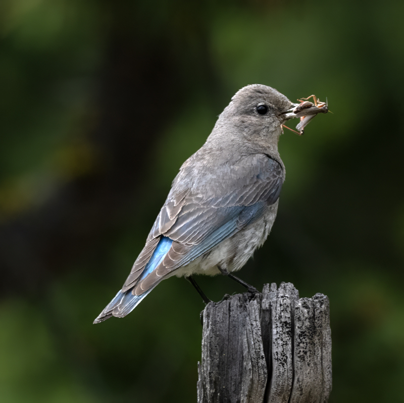 Mountain_Bluebird_23_OR_C_206