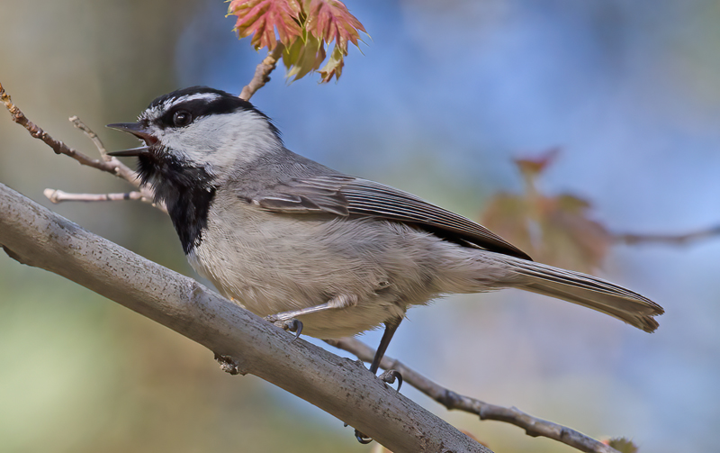 Mountain_Chickadee_14_CA_036