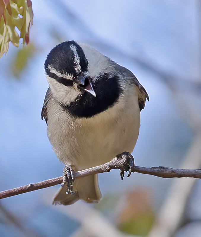 Mountain_Chickadee_14_CA_038