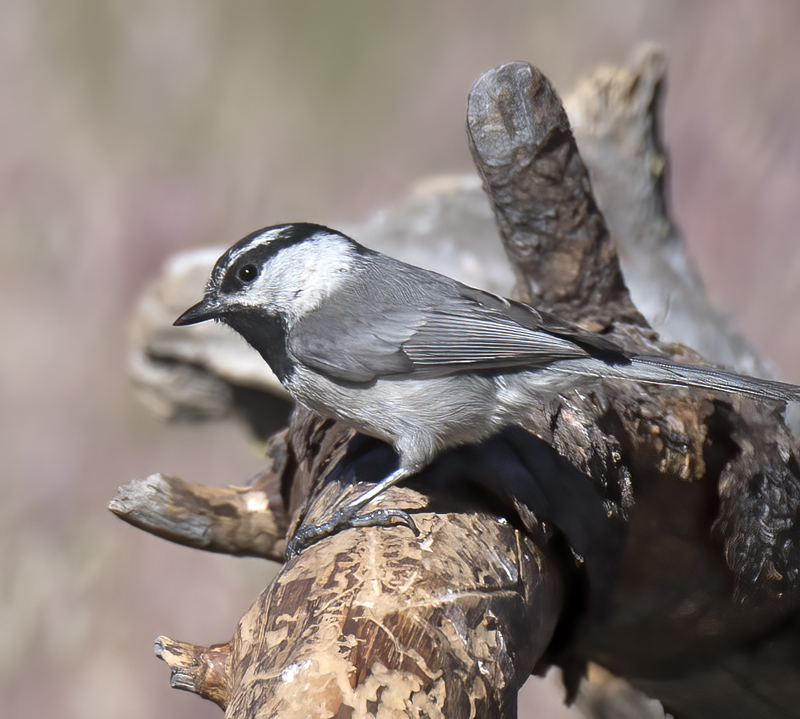 Mountain_Chickadee_17_OR_007