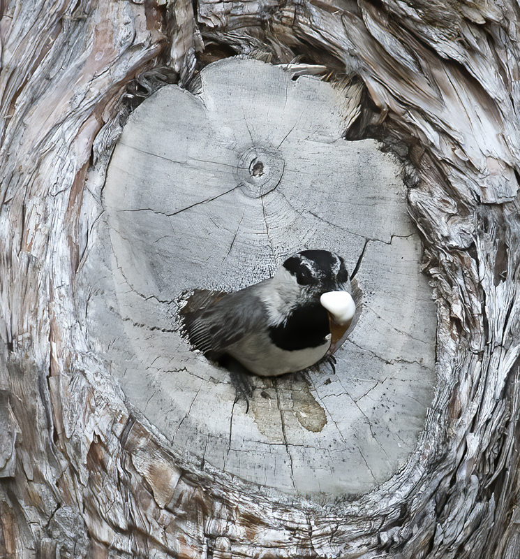 Mountain_Chickadee_17_OR_020