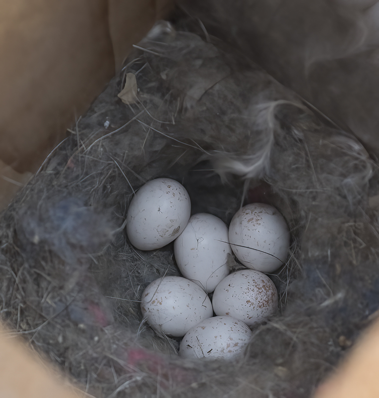 Mountain_Chickadee_18_CA_007