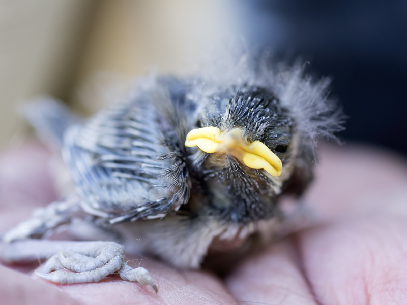 Mountain_Chickadee_18_CA_012