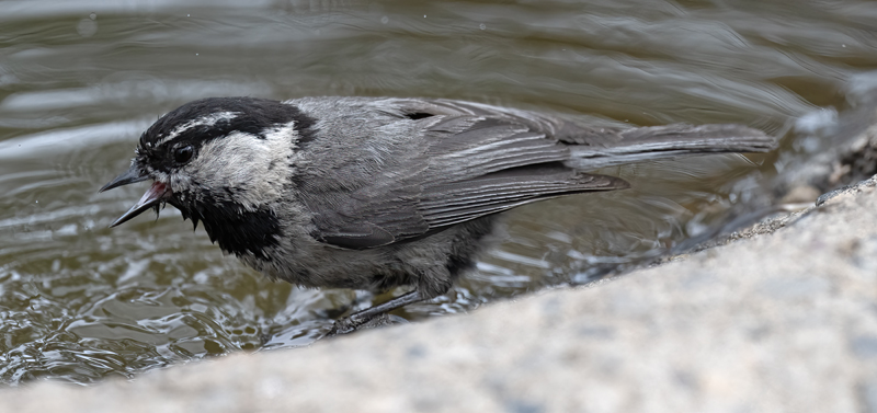 Mountain_Chickadee_23_OR_L_504