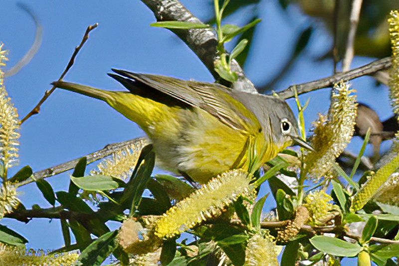 Nashville_Warbler_13_CA_004