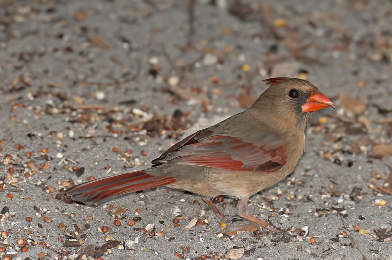 Northern_Cardinal_09_FL_002