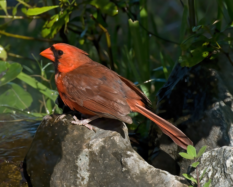 Northern_Cardinal_09_FL_005