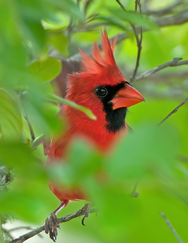 Northern_Cardinal_11_FL_008