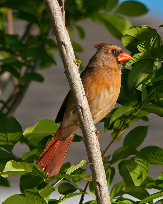 Northern_Cardinal_11_FL_036