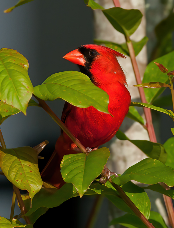 Northern_Cardinal_11_FL_056