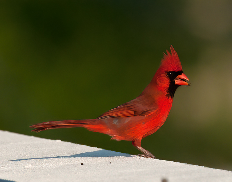 Northern_Cardinal_11_FL_058
