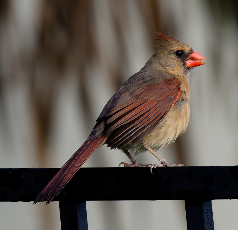 Northern_Cardinal_11_FL_076