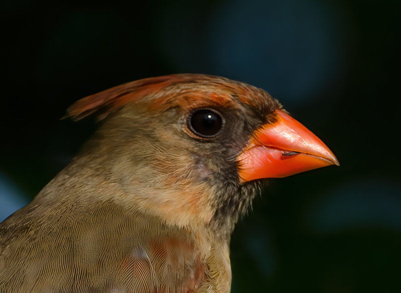 Northern_Cardinal_11_FL_090