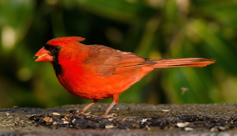 Northern_Cardinal_11_FL_099