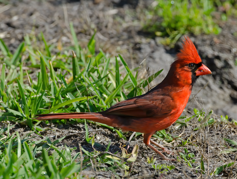 Northern_Cardinal_11_FL_117