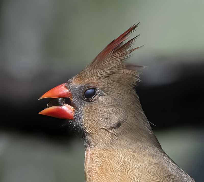 Northern_Cardinal_19_TX_024