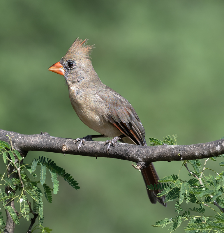Northern_Cardinal_24_TX_L_021