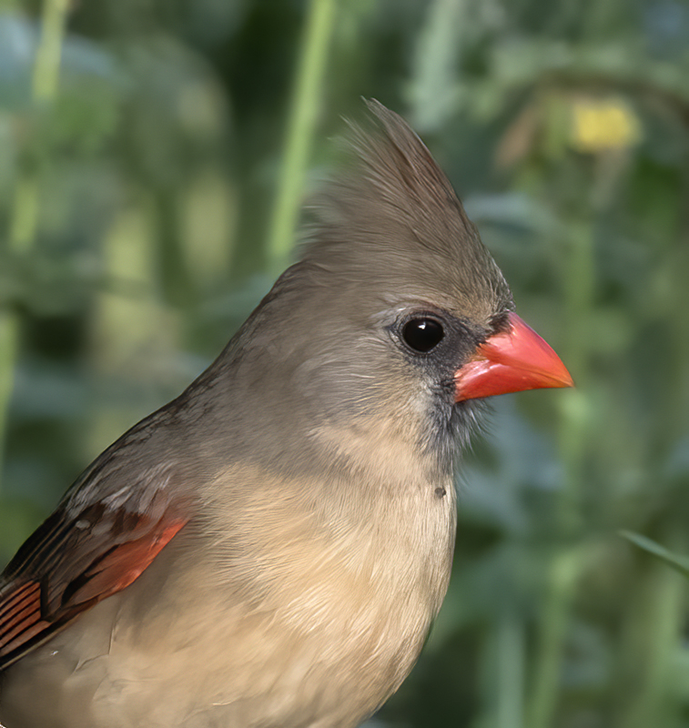 Northern_Cardinal_TX_18_001
