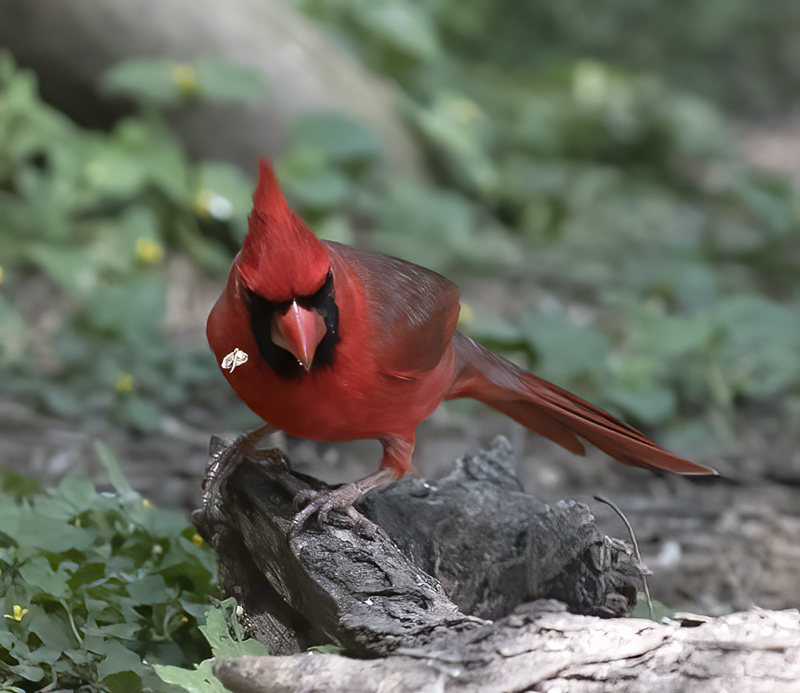 Northern_Cardinal_TX_18_002