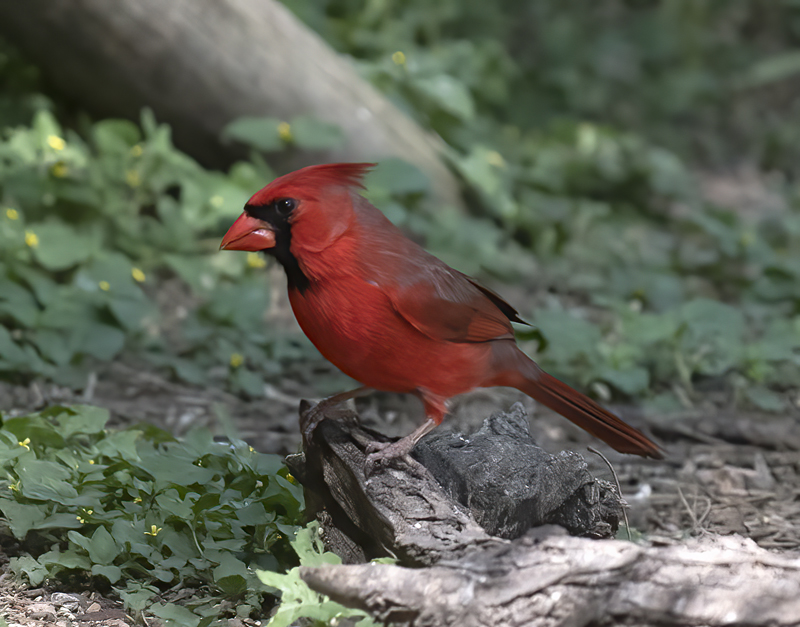 Northern_Cardinal_TX_18_004