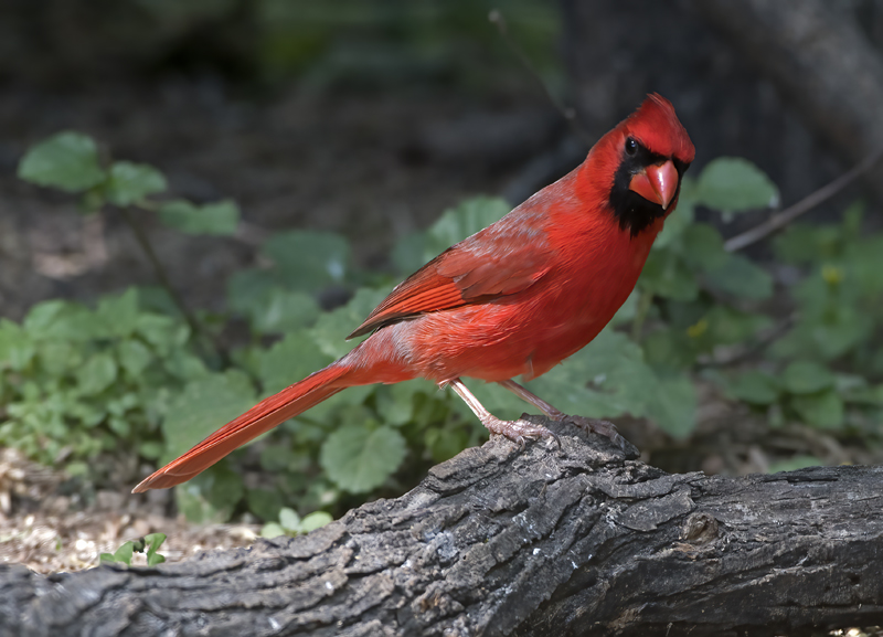 Northern_Cardinal_TX_18_009