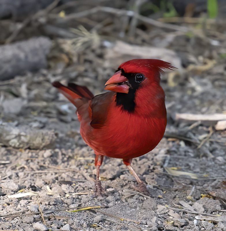 Northern_Cardinal_TX_18_017