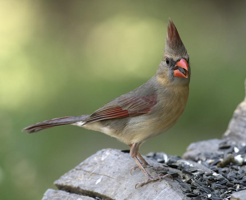 Northern_Cardinal_TX_18_023