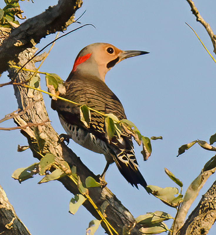 Northern_Flicker_12_NJ_003