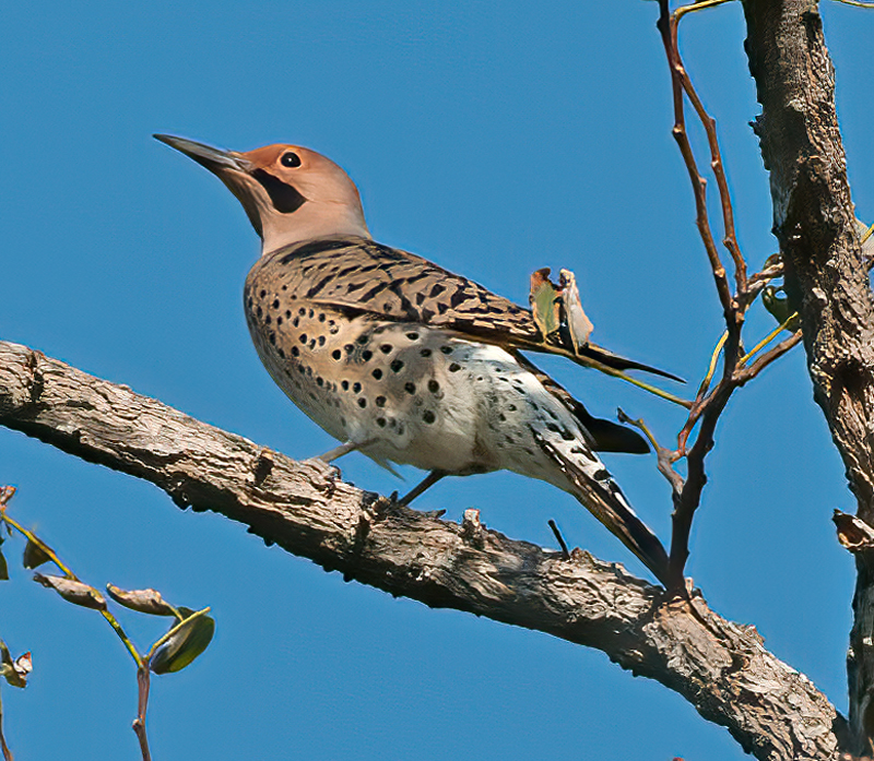 Northern_Flicker_12_NJ_006