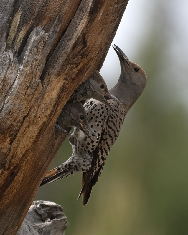 Northern_Flicker_23_Canada_L_566