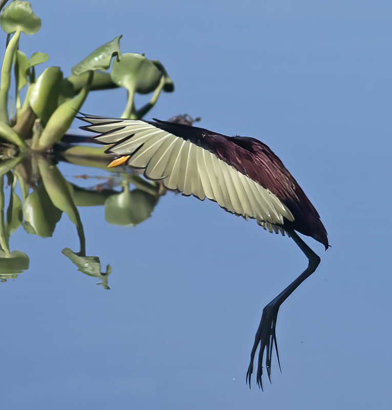 Northern_Jacana_17_Costa_Rica_029