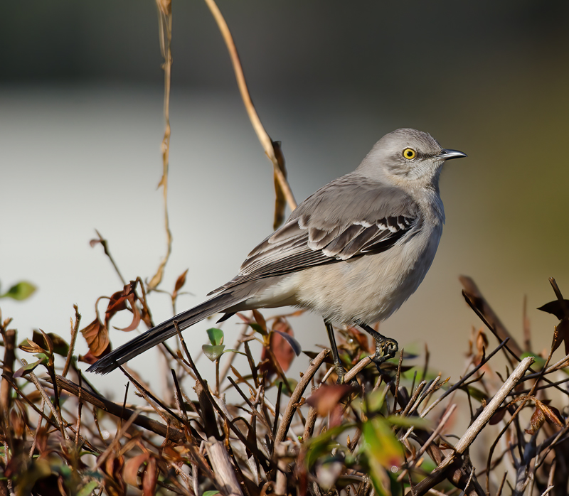 Northern_Mockingbird_11_FL_005