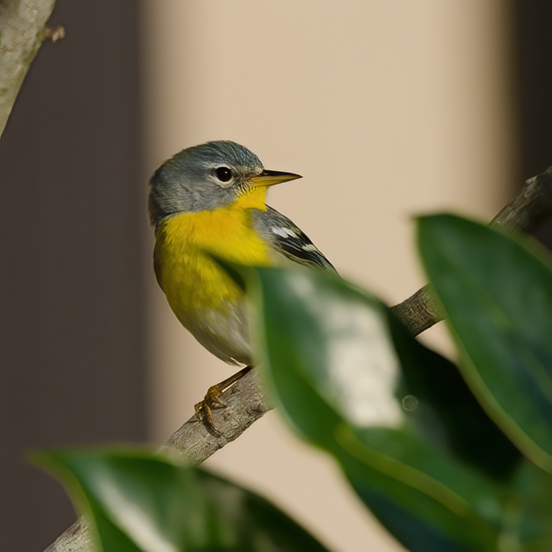 Northern_Parula_11_FL_006