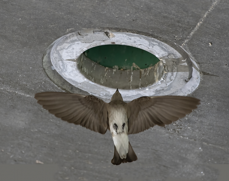 Northern_Rough-winged_Swallow_18_CA_005