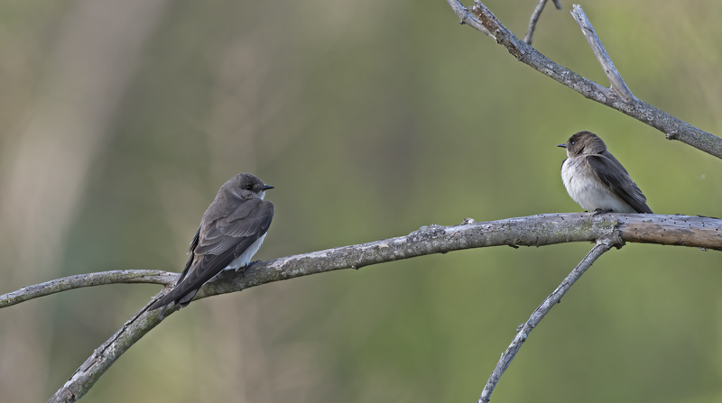 Northern_Rough-winged_Swallow_18_CA_007