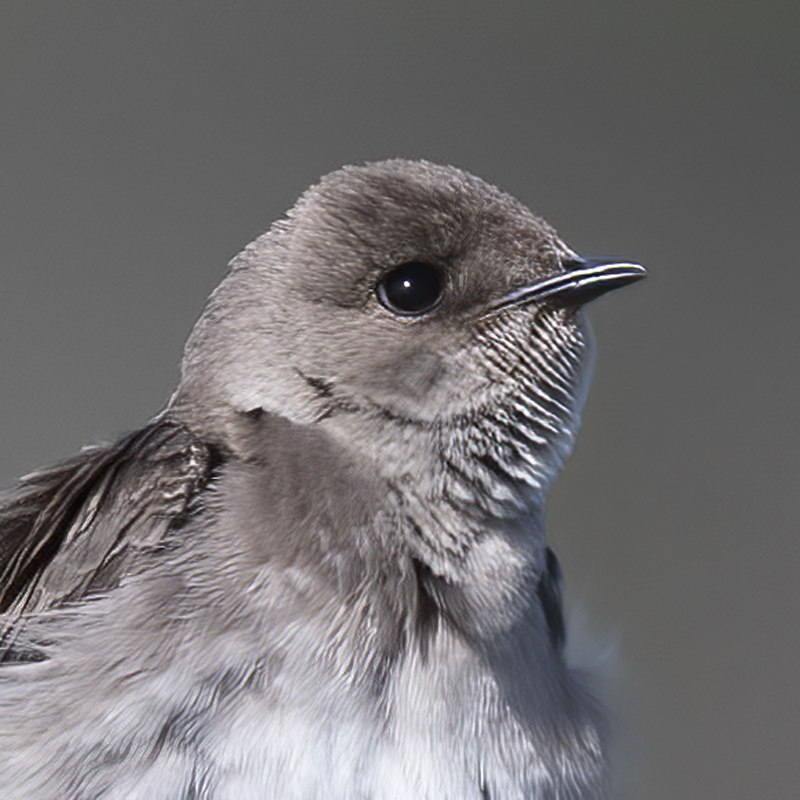 Northern_Rough-winged_Swallow_18_CA_025