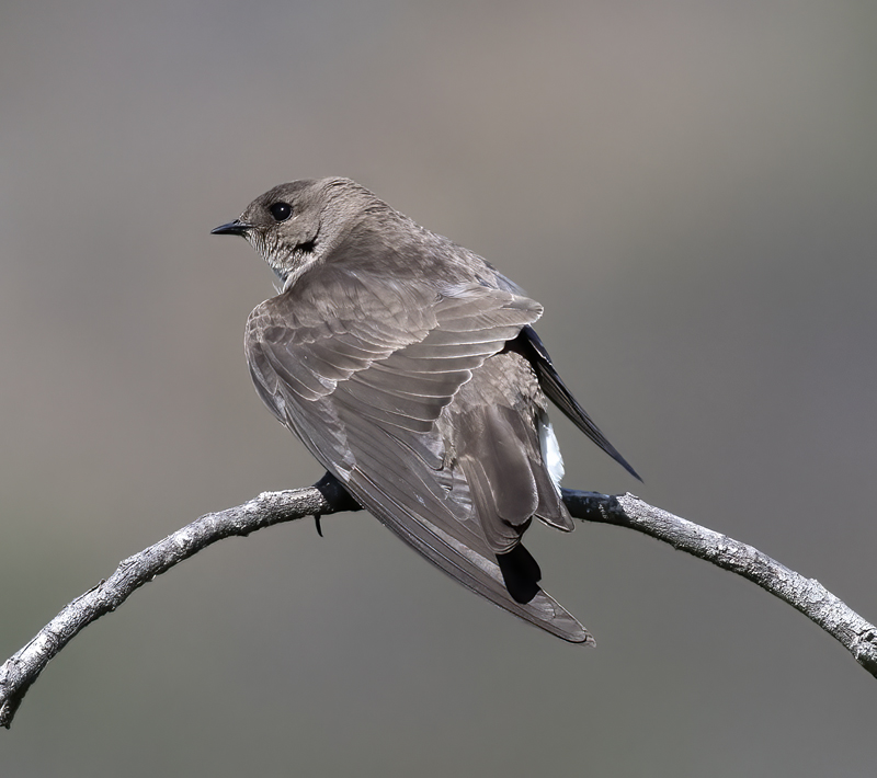 Northern_Rough-winged_Swallow_18_CA_038