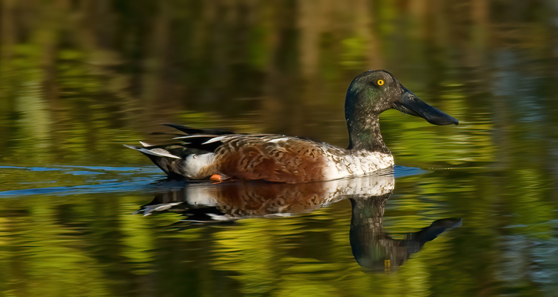 Northern_Shoveler_09_FL_005