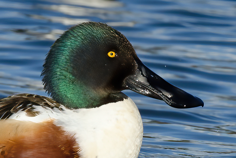 Northern_Shoveler_10_FL_004