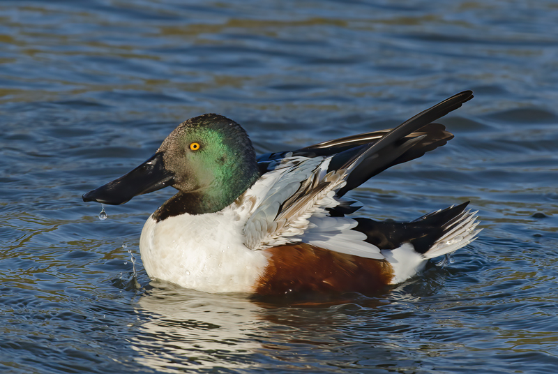 Northern_Shoveler_10_FL_014