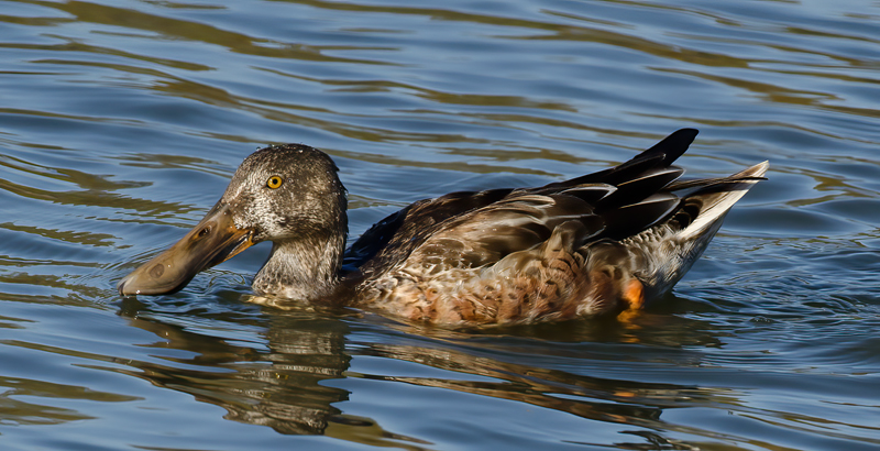 Northern_Shoveler_10_FL_018