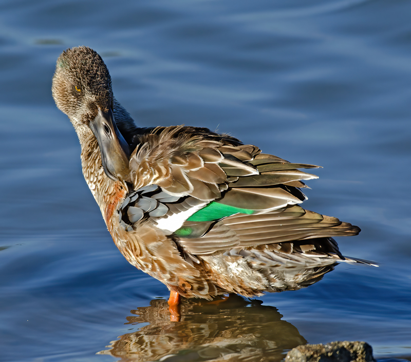 Northern_Shoveler_10_FL_020