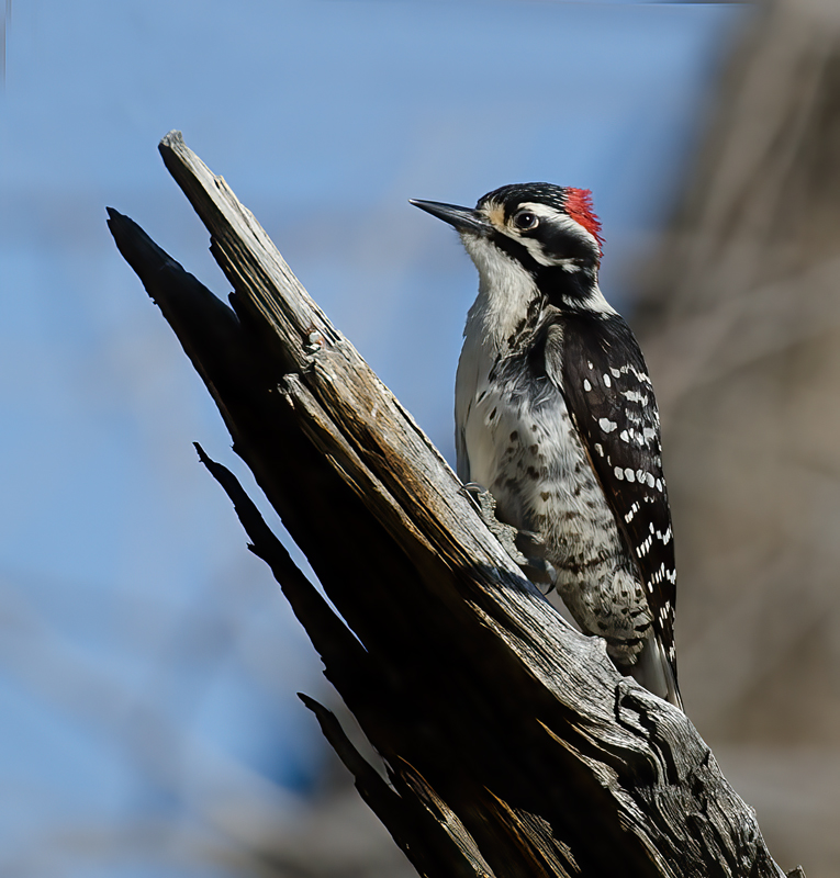 Nutalls_Woodpecker_13_CA_024