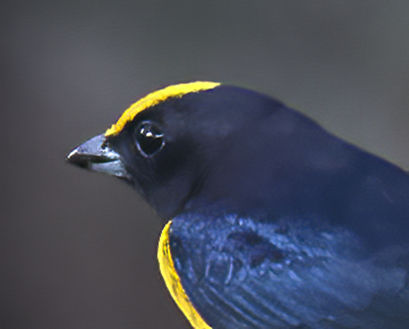 Orange-bellied_Euphonia_18_Ecuador_008a