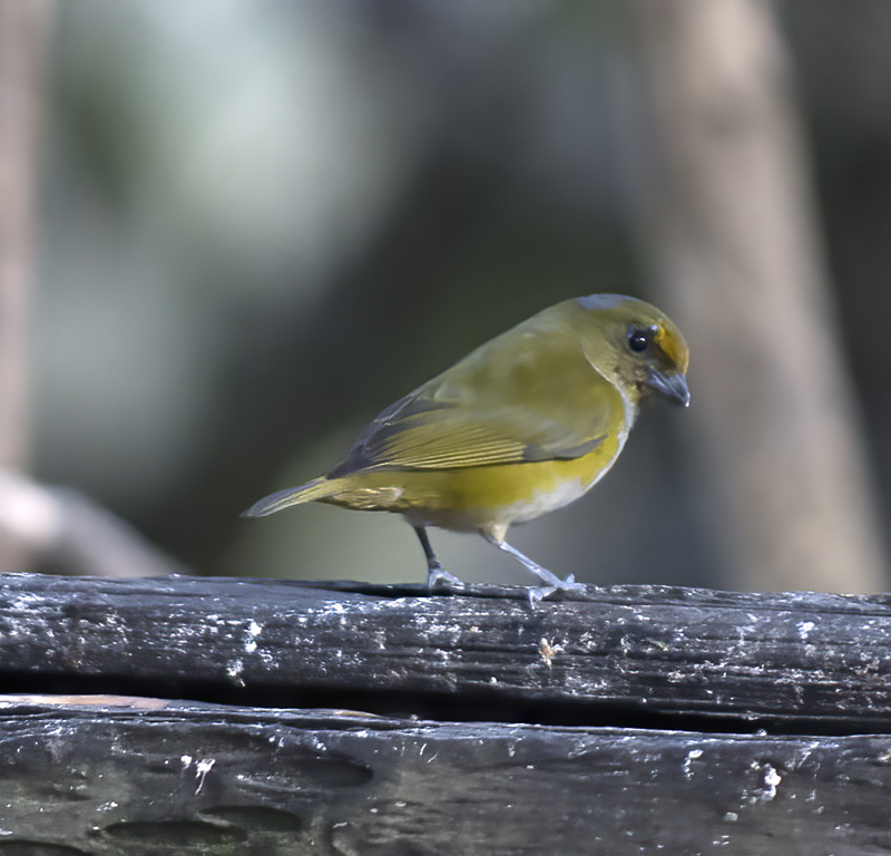 Orange-bellied_Euphonia_18_Ecuador_011