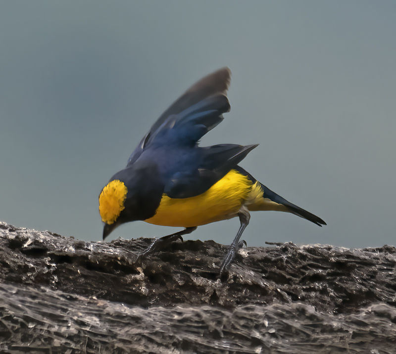 Orange-bellied_Euphonia_18_Ecuador_018