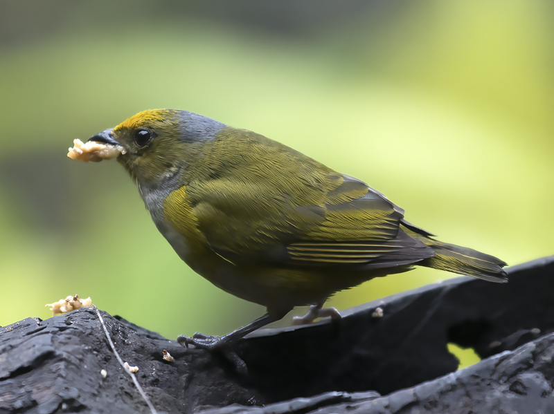 Orange-bellied_Euphonia_18_Ecuador_033